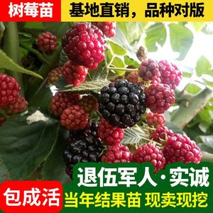 庭院南方果树苗 丰满红树莓苗 树莓种苗 果甘爽多汁 营养丰富