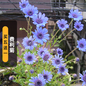 费利菊种子100粒蓝玛格丽特异叶蓝雏菊花种籽阳台矮生盆栽春秋播