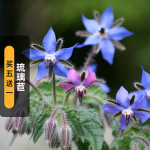 琉璃苣种子30粒紫花草星星草籽可食用香草室外阳台盆栽春秋季播种