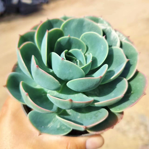 玉蝶大单头 多肉植物 肉肉植物 萌肉肉组合盆栽室内阳台花卉 陌上