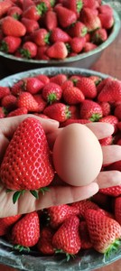 四川成都双流农场直发新鲜红颜巧克力草莓当季现摘现发顺丰包邮