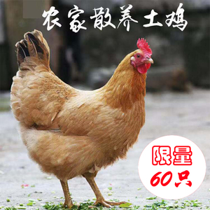 苏北正宗农家散养2年月子补身体老母鸡土鸡纯谷物走地鸡限量60只