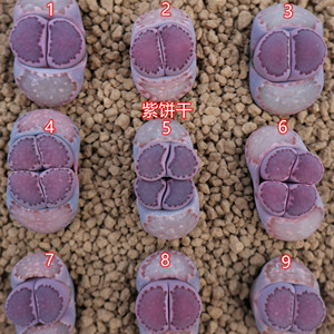 『闲隐坞』紫饼干 饼干寿丽 生石花 3.5年 一物一拍