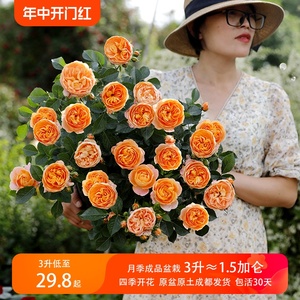 惠惠的花园月季小苗超微蓝色风暴月季果汁阳台四季开花盆栽植物