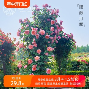惠惠的花园藤本月季四季开花墙盆栽蓝色阴雨舍农索城堡的女人月季