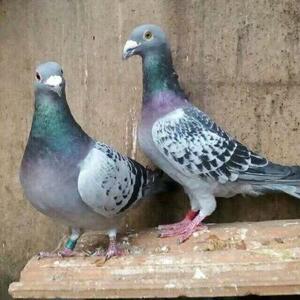 麒麟花鸽活体 淘宝拼多多热销麒麟花鸽活体货源拿货 阿里巴巴货源