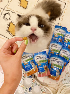 猫洁齿去口臭零食 淘宝拼多多热销猫洁齿去口臭零食货源拿货 阿里巴巴货源 猫洁齿去口臭零食 淘宝拼多多热销猫洁齿去口臭零食货源拿货 阿里巴巴货源