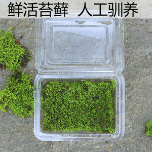 鲜活苔藓短绒藓小灰藓白发藓苔藓微景观水陆缸造景新鲜青苔绿植