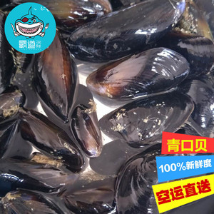 成都霸道海鲜 海鲜鲜活淡菜新鲜海虹野生贻贝青口贝500g海虹贝类