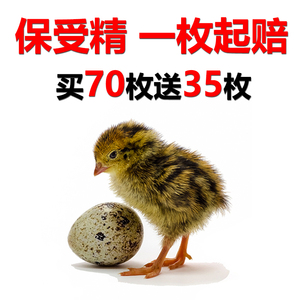 鹌鹑种蛋可孵化 鹌鹑蛋受精种蛋 普通鹌鹑蛋受精种蛋