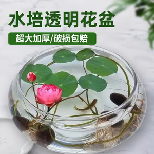 透明大号玻璃花瓶水培花盆金鱼缸水培植物碗莲 盆睡莲水仙盆花卉