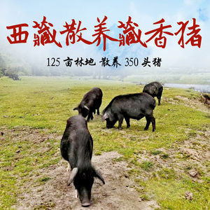 西藏林芝藏香猪肉海拔3200米125亩散养跑山黑猪新鲜猪肉年猪鲜肉