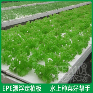 水培蔬菜漂浮定植板 大棚水上种菜无土栽培设备水耕发泡带孔浮床