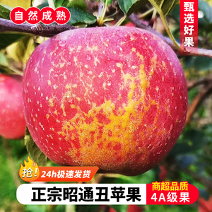 云南昭通丑苹果冰糖心水果商超品质野生10斤一级精选富士产地直