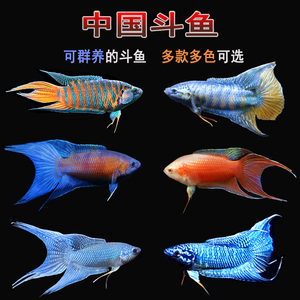 中国斗鱼活鱼活体金鱼锦鲤小型淡水鱼好耐养冷水斗鱼小型观赏鱼苗