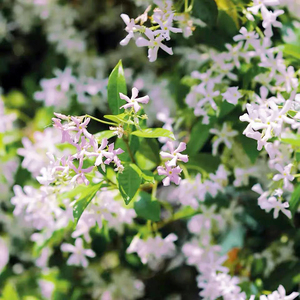 岁月静好月季园风车茉莉爬藤植物络石藤本四季芳香庭院花卉植物