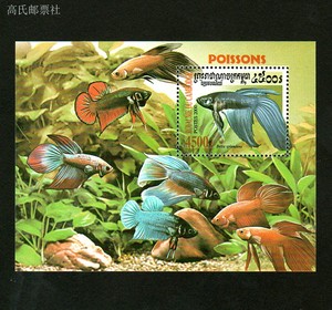 柬埔寨2000年 鱼类 热带鱼 观赏鱼类 暹罗斗鱼 邮票小型张 全新