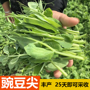 贵州无须豌豆种籽有机豌豆尖苗菜碗豆吃苗用夏秋冬四季蔬菜种子孑