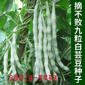 新疆包邮白芸豆种子春秋豆摘不败豆角种籽高产老来少豇豆种子孑