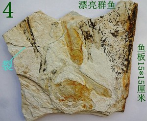 天然奇石观赏石菊石三叶虫植物昆虫斑彩玉化螺群鱼化石原石标本59
