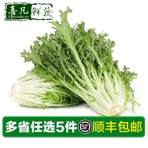 【喜凡鲜蔬】新鲜苦叶生菜500g 苦菊 苦苣生菜 沙拉色拉