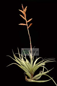空气凤梨【展示】T. latifolia v.divaricata 毒药巨型
