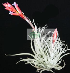 展示 空凤 热带 Tillandsia 'Veronica's Mariposa'银叶杂交品种