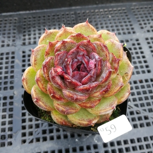 水晶玫瑰多肉 水晶玫瑰多肉品牌 价格 阿里巴巴 水晶玫瑰多肉 水晶玫瑰多肉品牌 价格 阿里巴巴