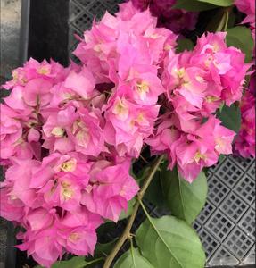 重瓣粉红色 三角梅 （有苗情图） 重瓣勤花（牙签苗，B160盆苗）