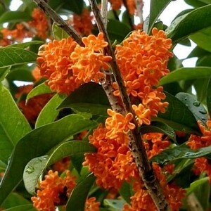 庭院绿植树苗芳香观花植物八月桂花嫁接桂花红花丹桂状元红桂花苗