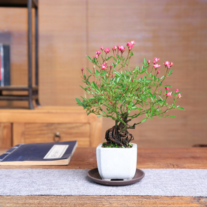 日本姬玫瑰姬月季须惠姬茶桌迷你提根造型盆景室内微型盆栽小老桩