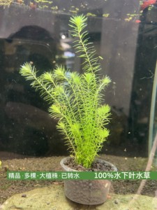 绿松尾-精品（100%水小叶）阴性草，易活（裸草发货不带杯泥）