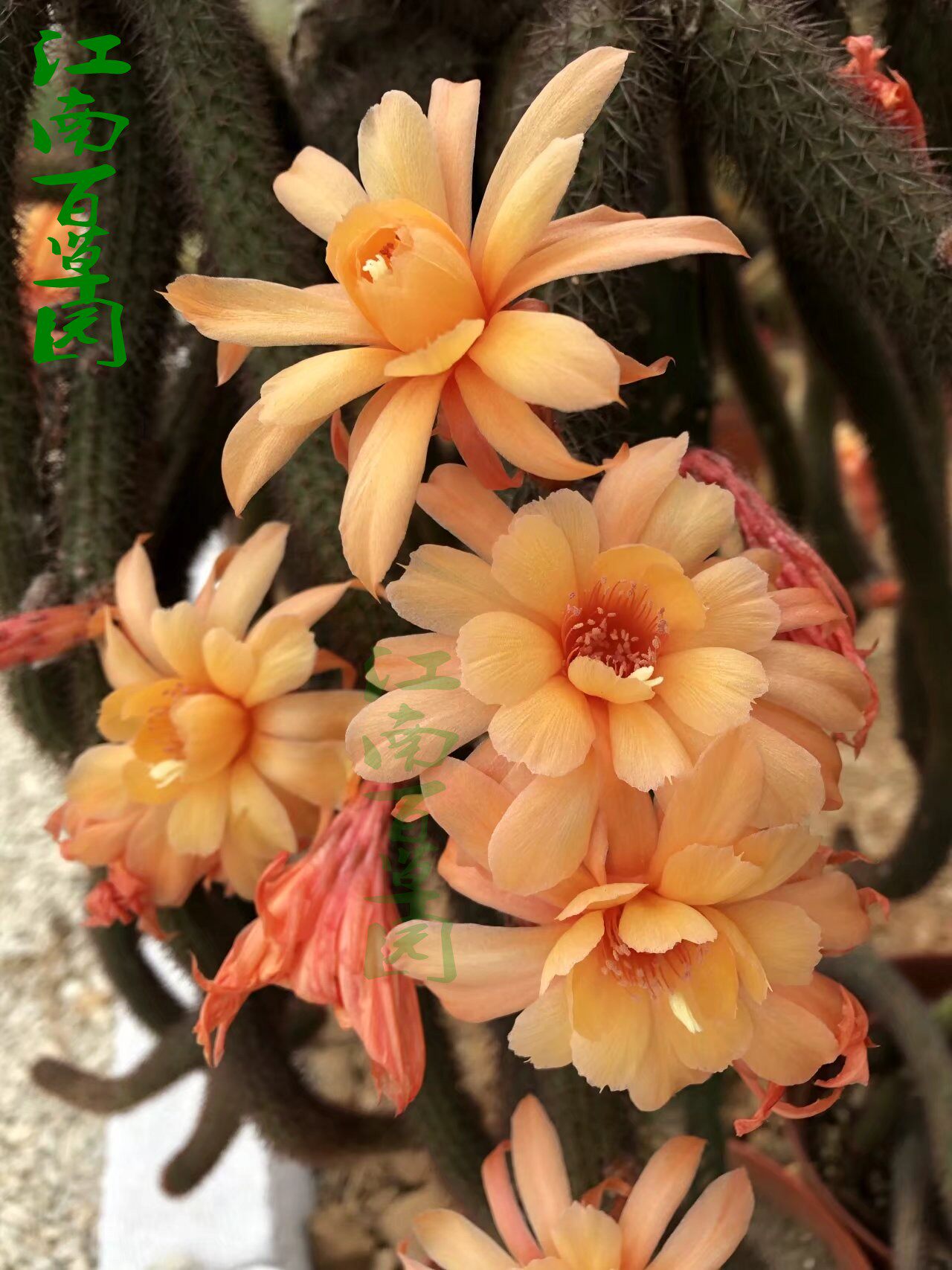 美丽黄金纽14kleinegelbe10厘米无根枝条