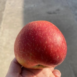 溪山隐记 超级甜的 新疆苹果，粉的（不脆）水果维纳斯苹果已结束
