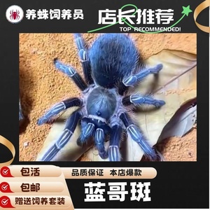 哥斯达黎加斑马脚爬虫新蓝色种1-8厘米好玩蜘蛛活体宠物蓝哥斑