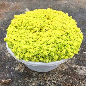 多肉植物黄金草超巨大稀有品种贵货室内阳台花卉盆栽组合高端绿植 阿里巴巴找货神器 多肉植物黄金草超巨大稀有品种贵货室内阳台花卉盆栽组合高端绿植 阿里巴巴找货神器