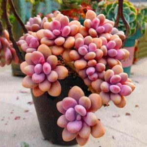 桃蛋老桩超大多肉植物稀有品种罕见巨型盆栽含盆发货阳台花卉新款