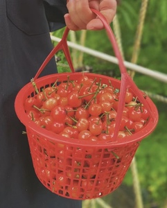 50个采摘篮0.9-10斤草莓杨梅桃子枇杷水果篮圆形塑料手提篮子镂空