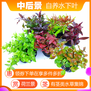 淡水鱼缸装饰活体造景懒人水草坨草水下叶带根宫廷菊花红梅丁香 阿里巴巴找货神器 淡水鱼缸装饰活体造景懒人水草坨草水下叶带根宫廷菊花红梅丁香 阿里巴巴找货神器