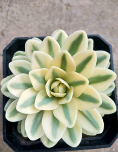 富士多肉一物一拍 富士多肉一物一拍品牌 价格 阿里巴巴