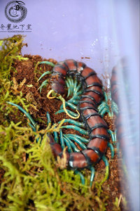 宠物虫活体蜈蚣