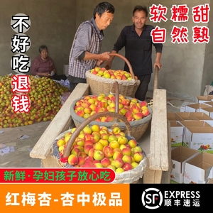 陕西太平红梅杏新鲜现摘当季时令农家大杏子酸甜孕妇养颜水果包邮