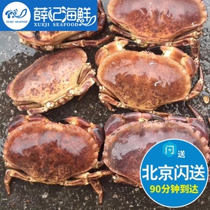 鲜活面包蟹英国 进口黄金蟹大螃蟹 海鲜水产