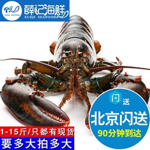 北京闪送 鲜活波士顿 大龙虾 龙虾鲜活大波龙活虾海鲜 1-10斤可选