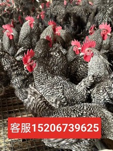纯种半斤芦花鸡种蛋青年幼小鸡活苗大种白芦花鸡活体高产下蛋鸡