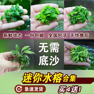 小鱼缸造景阴性辣椒榕绑沉木丹麦迷你小水榕水草懒人活体淡水植物