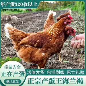 正宗产蛋王海兰褐蛋鸡下蛋活鸡包活到家青年鸡活苗红毛粉壳生蛋鸡