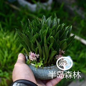 山野草兰 淘宝拼多多热销山野草兰货源拿货 阿里巴巴货源 山野草兰 淘宝拼多多热销山野草兰货源拿货 阿里巴巴货源