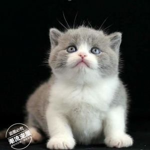 英短蓝猫蓝白猫活体纯种活体宠物猫加白幼猫正八字包子脸t