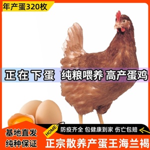 正宗高产蛋王海兰褐蛋鸡活苗红毛土鸡下蛋鸡活鸡包活到家一斤半大